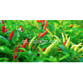 Chiles rojos secados al sol de la meseta de Yunnan